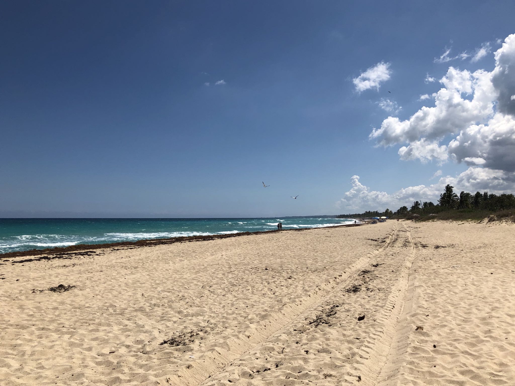 Photo 136 of 221 from the album Highlights Cuba 2019.