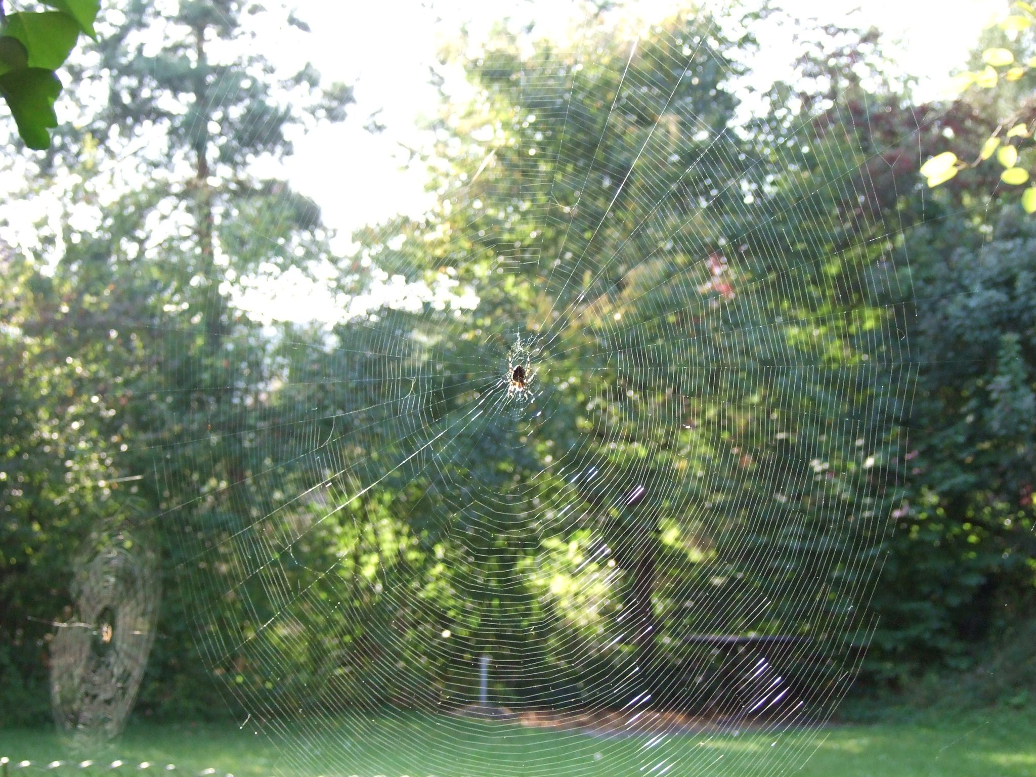Photo 10 of 23 from the album Spiders.