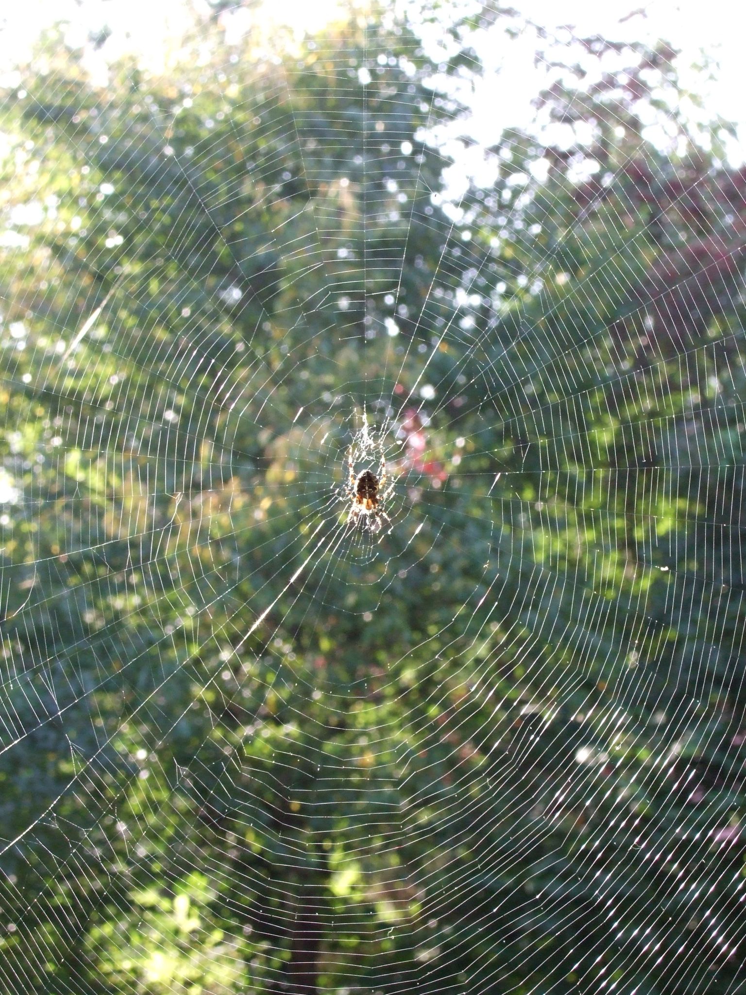 Photo 13 of 23 from the album Spiders.