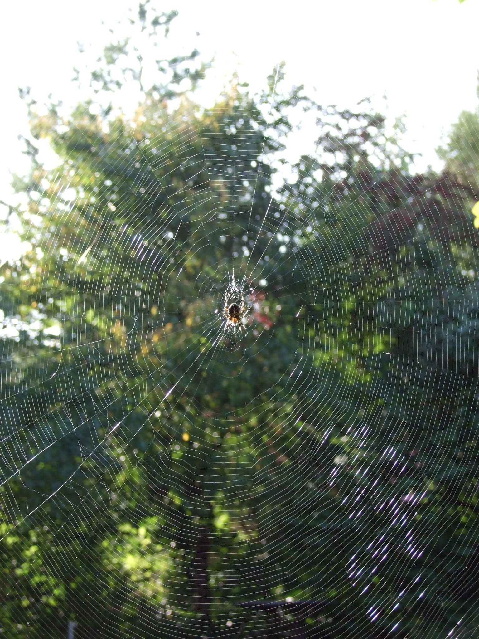 Photo 17 of 23 from the album Spiders.