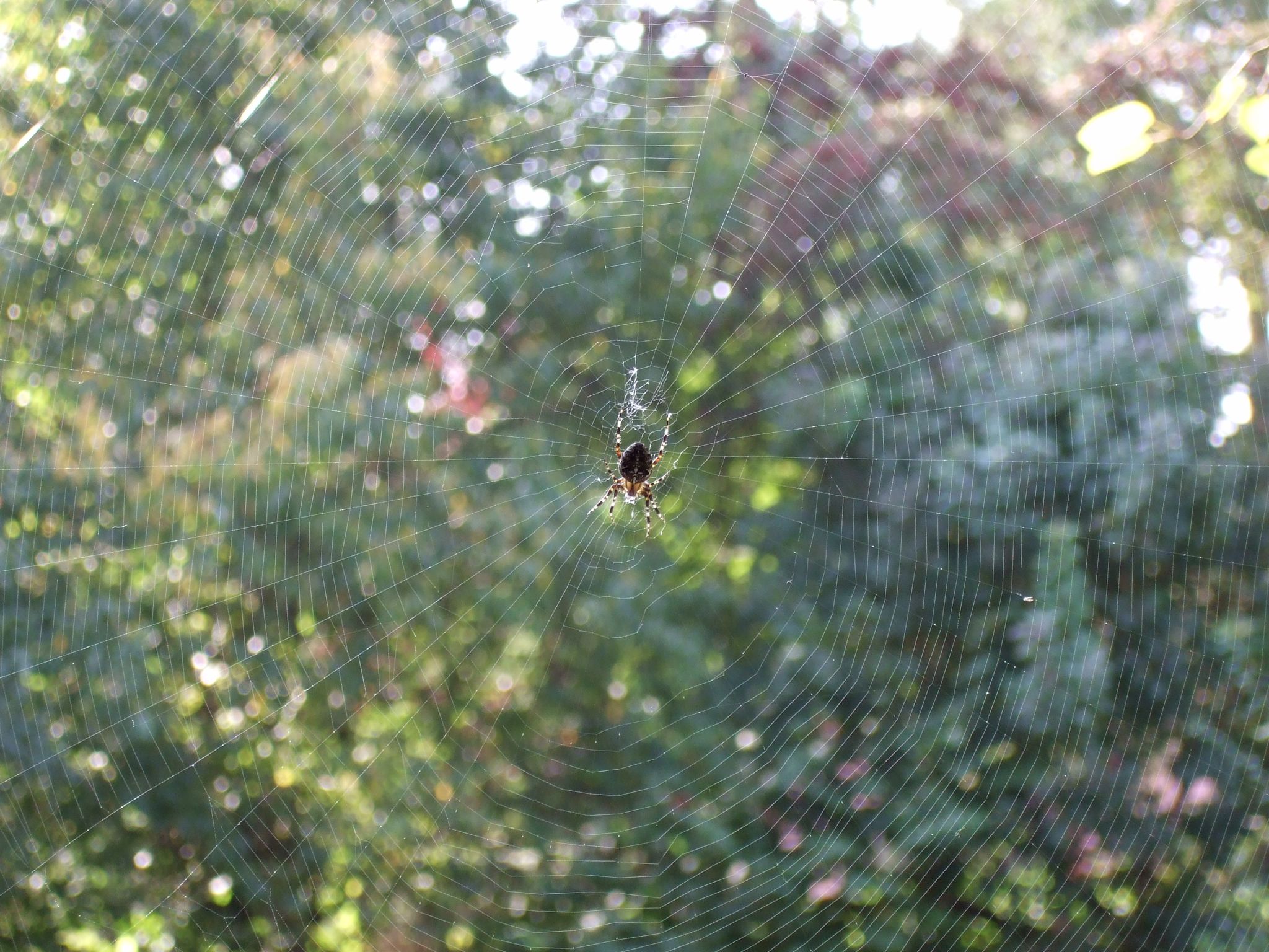 Photo 3 of 23 from the album Spiders.
