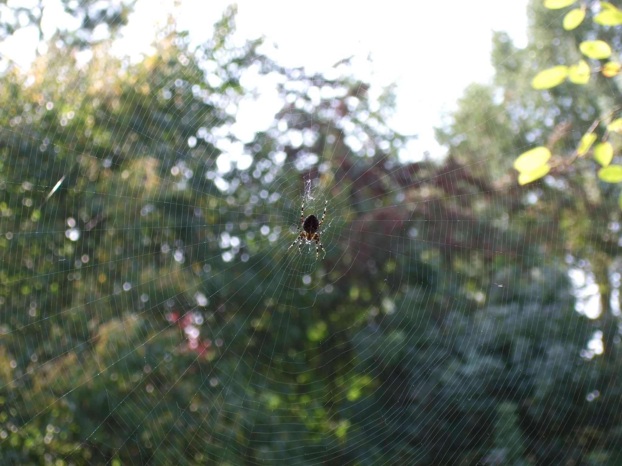 Photo 5 of 23 from the album Spiders.